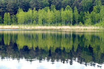 Birch trees reflected in a water on forest lake at spring