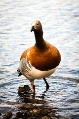 Ashy headed goose (royal cauquen) in Chubut, Patagonia Argentina