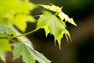 green maple leaves on the branch