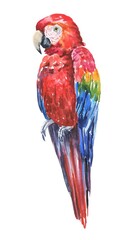 Watercolor scarlet macaw on white background. Watercolour tropical bird illustration.