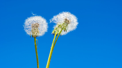 Fototapeta na wymiar Three white ripe dandelion heads against a blue summer sky