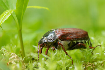 Macro photo of a cockchafer (Melolontha melolontha). Light green bokeh background.