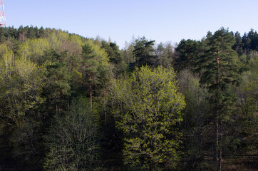 forest in spring