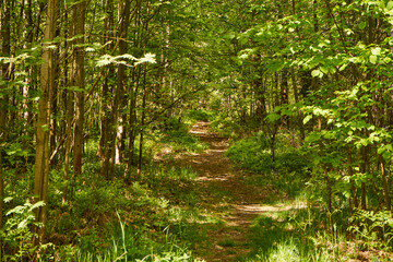 leśna letnia ścieżka