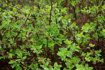 green leaves with waterdrops