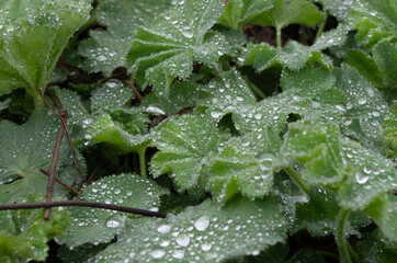 rain drops on a leaf