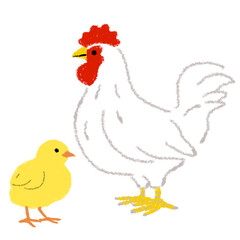 ニワトリ　にわとり　ひよこ　ヒヨコ　鶏　イラスト　手描き　クレヨン © トワトワ