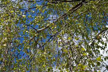 birch