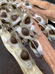 the vertical image of moringa seed thai her