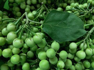 the focus image of fresh eggplant background