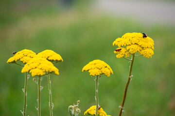 Achillea filipendulina. Flowers are yellow. Insect - Blister beetle. Kazakhstan, Almaty region. © Arhun
