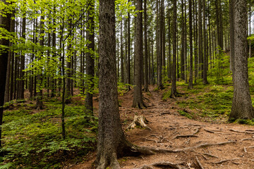 Long mountain trail in forest with bushes and trees around in Walbrzych mountains