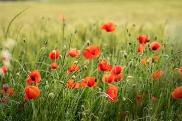 Red poppies in green wheat field