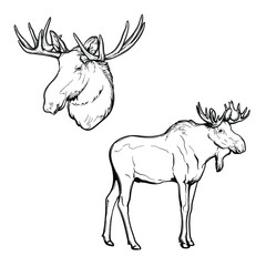 Moose and moose head. Black and white drawing. Vector illustration isolated on a white background.