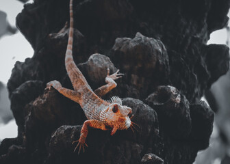 Lizard on the tree 