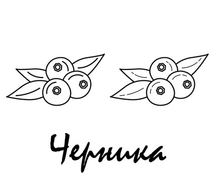 Badge blueberries with the inscription "blueberries" in Russian. Vector, eps