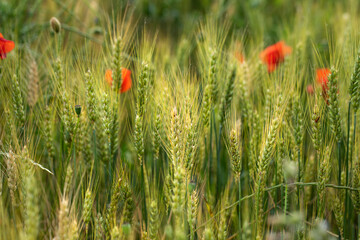 Green wheat with red poppies summer background