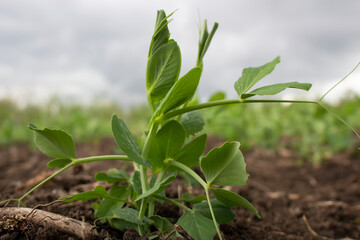 sprouting pea sprout damaged by pests on sky background