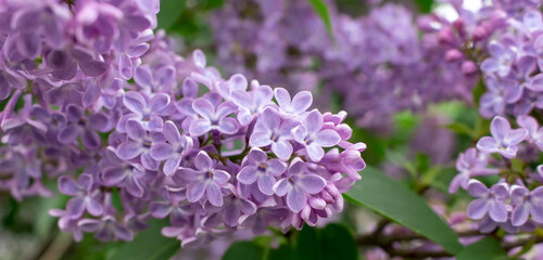 blooming purple lilac with green green layers and a delicate tiny flower