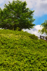 Obraz premium 丘の斜面にツツジが植えられている風景