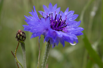 Cornflower in meadows at Heartwood, Hertfordshire, UK