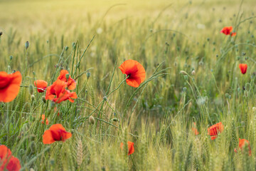 Fototapeta premium Red poppies between green wheat
