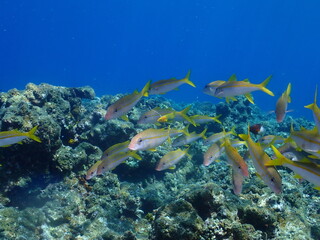 Fototapeta na wymiar School of Yellowfin goatfish in Taketomi island, Okinawa
