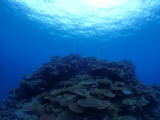 Fototapeta na wymiar Healthy Corals around Ishigaki island, Okinawa