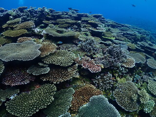 Naklejka na ściany i meble Healthy Corals around Ishigaki island, Okinawa