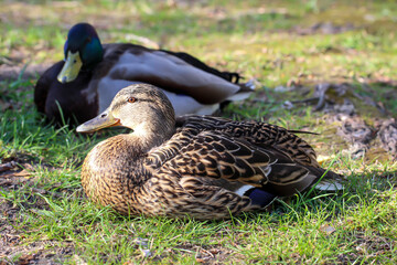 Eine Portrait einer Stockente in einem Teich.
