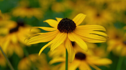 The most beautiful colors of nature Stunning flowers