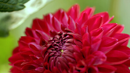 The most beautiful colors of nature Stunning flowers