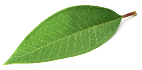 Fototapeta na wymiar fresh Frangipani leaf isolated on white background, top view