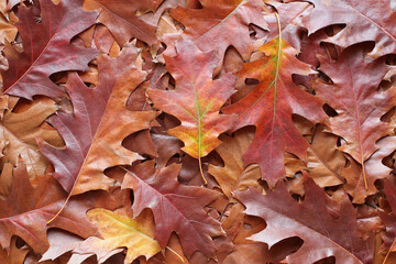Autumn background - top view of a heap of dry brown, red and purple oak leaves. Closeup