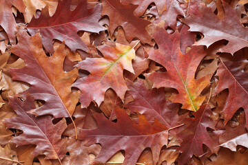 Autumn background - top view of a heap of dry brown, red and purple oak leaves. Closeup