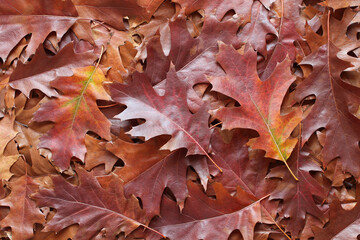 Autumn background - top view of a heap of dry brown, red and purple oak leaves. Closeup