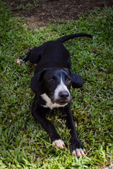 cachorro juguet&oacute;n