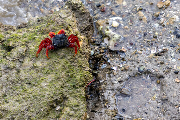 Primer plano de un cangrejo rojo y negro sobre una roca cubierta de musgo