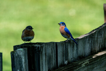 Eastern Bluebirds on a Fence