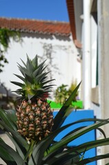 Ananas