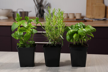 Pots with basil, mint and rosemary on white wooden table in kitchen