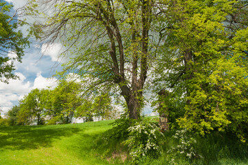 Zielona, wiosenna łąka otoczona drzewami z zachmurzonym niebem