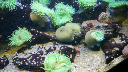 Poissons, corail et mollusques