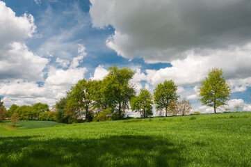 Fototapeta na wymiar Zielona, wiosenna łąka otoczona drzewami z zachmurzonym niebem