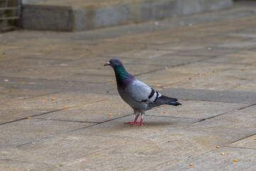 Close-up of pigeons playing on the square