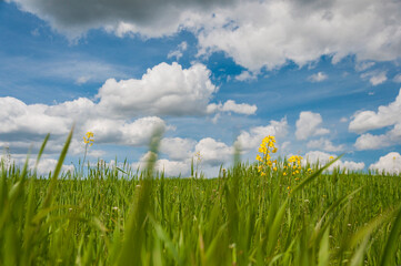 zielona łąka z kwitnącym rzepakiem na tle błękitnego nieba