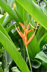 Oiseau de paradis, Strelitzia