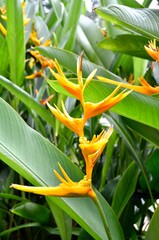 Oiseau de paradis, strelitzia