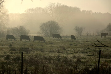 Kuhherde auf Weide im Nebel am Morgen