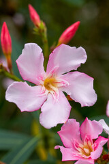 A oleander tree full of flowers, oleander flowers in full bloom